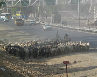 Nutidens nomader vallar fåren allt närmre städerna.